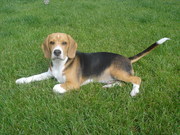 honden foto van Hummer