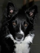 honden foto van Erna