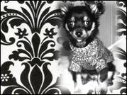 honden foto van Jessie & Brutus