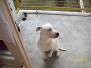 honden foto honden foto van kevin