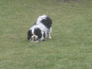 honden foto van katrien