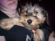 honden foto van sonja