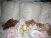 honden foto van shibolady