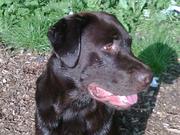 honden foto van Pelle