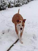 honden foto van Robin