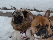 honden foto van Liz