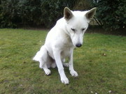 honden foto van Veronique