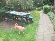 honden foto van lucia