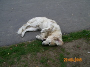 honden foto van danielle engelen