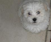 honden foto van Bèrke