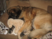 honden foto van shaka