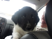 honden foto van corine