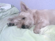 honden foto van Özgür