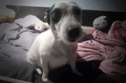 honden foto van Kelly