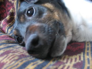 honden foto van Lieke