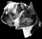honden foto van Monique