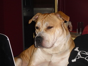 honden foto van mary