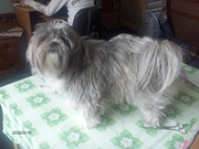 honden foto honden foto van Akkie