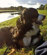 honden foto van aafke