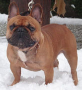 honden foto van WINATY's French Bulldogs