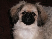 honden foto honden foto van ingrid