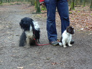 honden foto van Bien