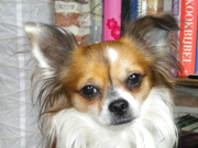 honden foto honden foto van G-core