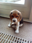 honden foto van Sandra