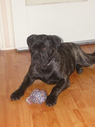 honden foto van diesel 