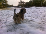 honden foto van marieke van essen