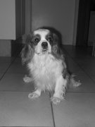 honden foto van Anne-Laure