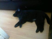 honden foto van Michelle 