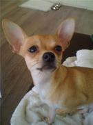 honden foto van Nikoletta