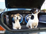 honden foto honden foto van Gonnic