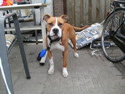 honden foto honden foto van stefan