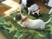honden foto van ceciel