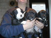 honden foto van Kevin