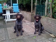 honden foto van Thybo en Taylor