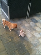 honden foto van marianne 191