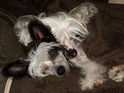 honden foto van Nance