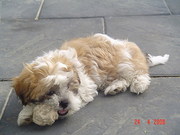 honden foto van Linda