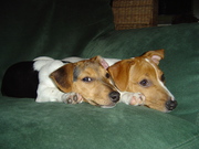 honden foto van quincy en sem