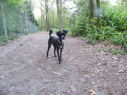 honden foto van anne