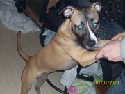 honden foto van bjorn