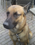 honden foto honden foto van Robert