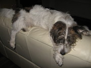 honden foto van karin