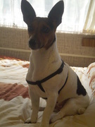 honden foto van jeanette bruintjes