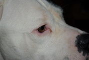 honden foto van Dogo