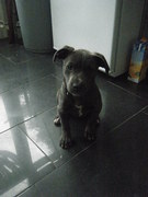 honden foto van Tysha