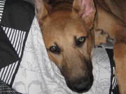 honden foto van peter